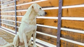 Dva labradora postala prave internet zvezde: Obožavaju svoju komšinicu - pogledajte samo kako je pozdravljaju svaki dan