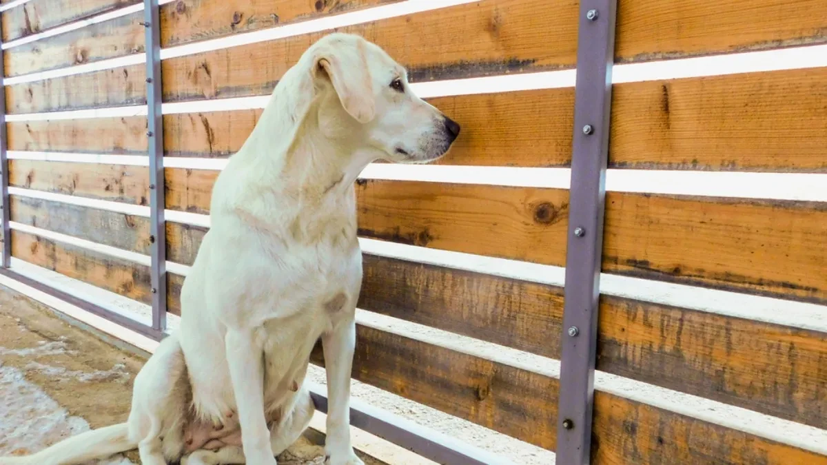 Dva labradora postala prave internet zvezde: Obožavaju svoju komšinicu - pogledajte samo kako je pozdravljaju svaki dan