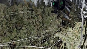 Uhapšeni zbog uzgoja kanabisa kod Novog Sada: Pronađeno više od 100 kilograma droge