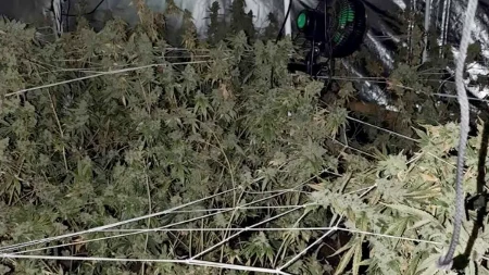 Uhapšeni zbog uzgoja kanabisa kod Novog Sada: Pronađeno više od 100 kilograma droge
