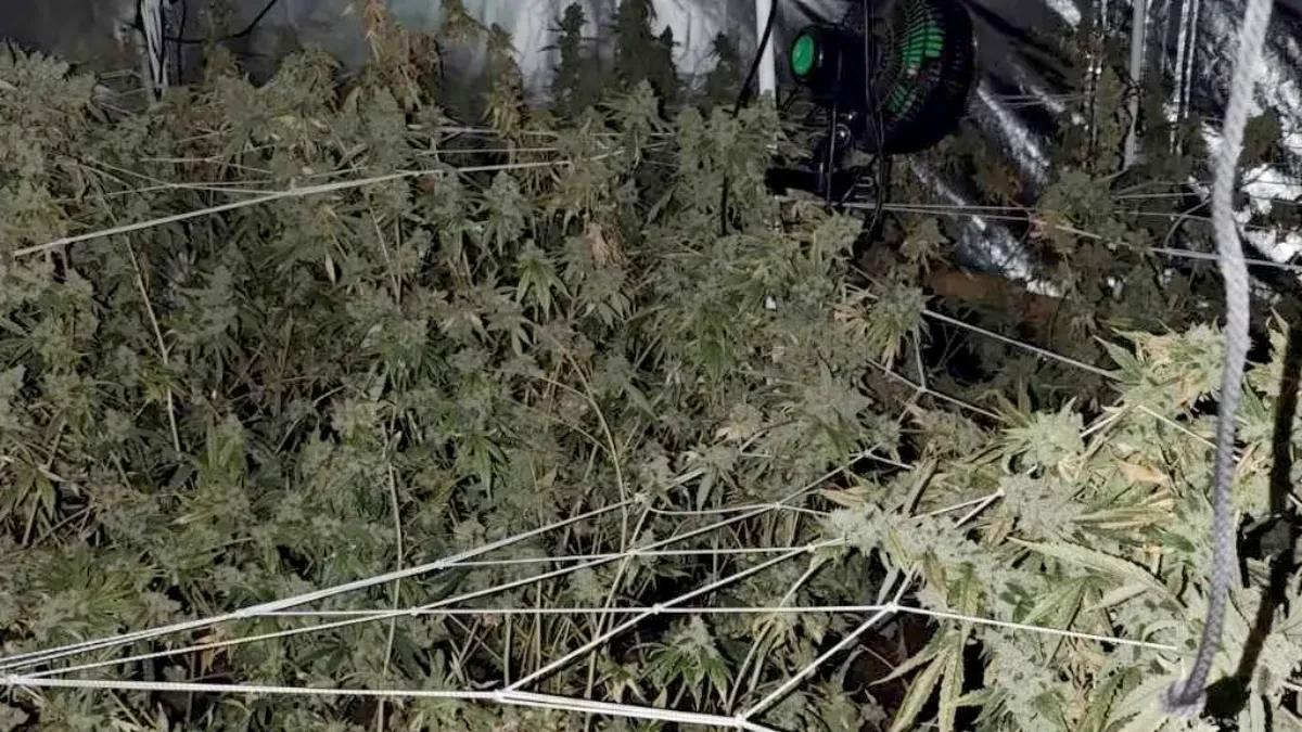 Uhapšeni zbog uzgoja kanabisa kod Novog Sada: Pronađeno više od 100 kilograma droge