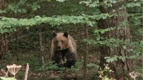 Medved masakrirao dečaka u Rusiji! Specijalni lovački timovi na terenu, odstreljuju se svi medvedi!