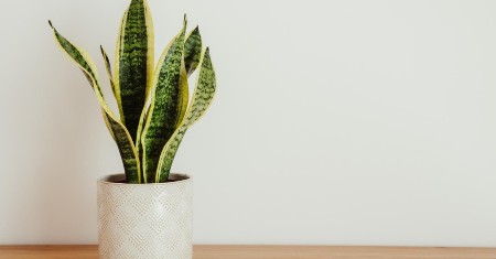 SVAKA KUĆA TREBA DA IMA OVU BILJKU Stavite je u spavaću sobu i gledajte šta se dešava - brzo ćete uočiti promenu