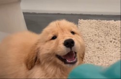 UPLAŠIO SE, PA NAPRAVIO HAOS! Štene zlatnog retrivera prvi put čulo fen – ono što je usledilo TOPI SRCA (VIDEO)