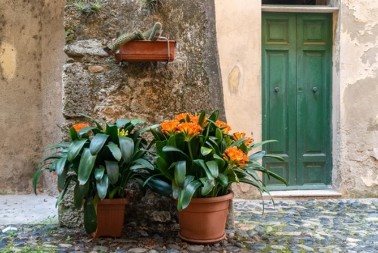 STAVITE NOVČIĆ U SAKSIJU Ako ova biljka procveta u februaru, veruje se da u kuću stižu novac i dobre vesti