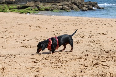 UH, ŠTA JE OVO? Jazavičar na plaži ugledao raka, pa se potpuno zbunio -  da li da ga jurim ili da lajem?