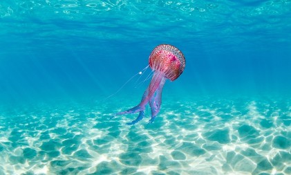 "OVO JE NAJVEĆE NAUČNO OTKRIĆE" Stručnjaci zapanjeni - morska životinja može da poništi svoju smrt i da se rodi ponovo