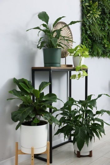 Zakopala je nekoliko šibica u saksiju i nije verovala šta se desilo: Spatifilum procvetao posle samo dve nedelje