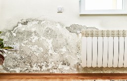 Buđ na zidu mi se više ne javlja: Stavila sam ovo u svaku sobu i vlaga je nestala