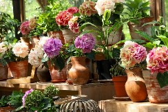 Ove sajksije mogu da oštete biljke - izgledaju lepo ali za navedene vrste nisu dobar izbor