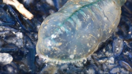 OTROVNA ZVER U LETOVALIŠTU KOJE SRBI OBOŽAVAJU Stručnjaci apeluju - bežite koliko vas noge nose! 