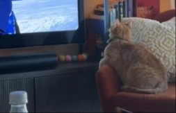 TOTALNI HIT Mačka očarana Zimskim olimpijskim igrama 2026 – pogledajte kako prati skijaše na TV-u! (VIDEO)