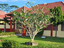 Naši stari kažu da ovo drvo valja posaditi na proleće: Ulje mu je melem za dušu