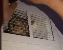 KAKO JE SAMO TU DOSPELA? Mačka ih je baš isprepadala, mislili su da neko provaljuje u kuću - video je hit