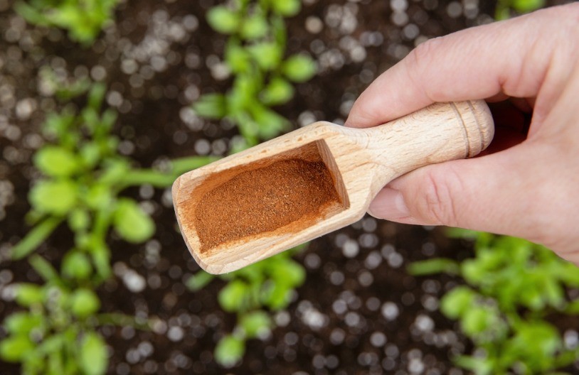 U FEBRUARU POSPITE ČILI U PRAHU OVO PO DVORIŠTU Mali trik koji pravi veliku razliku dok traje hladnoća