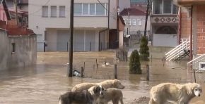 ŽIVOTINJE "PLIVAJU" U DVORIŠTU Voda ljudima ulazi u kuće, poplave im prave haos