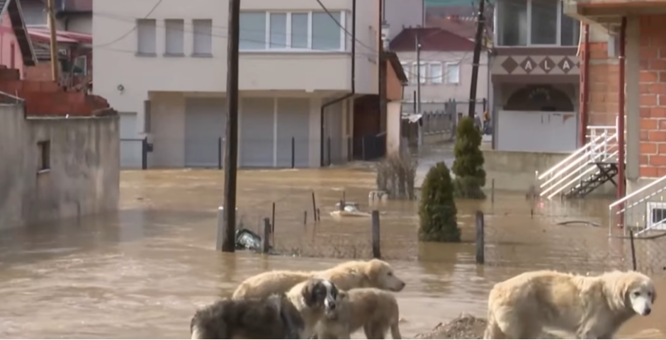 ŽIVOTINJE "PLIVAJU" U DVORIŠTU Voda ljudima ulazi u kuće, poplave im prave haos