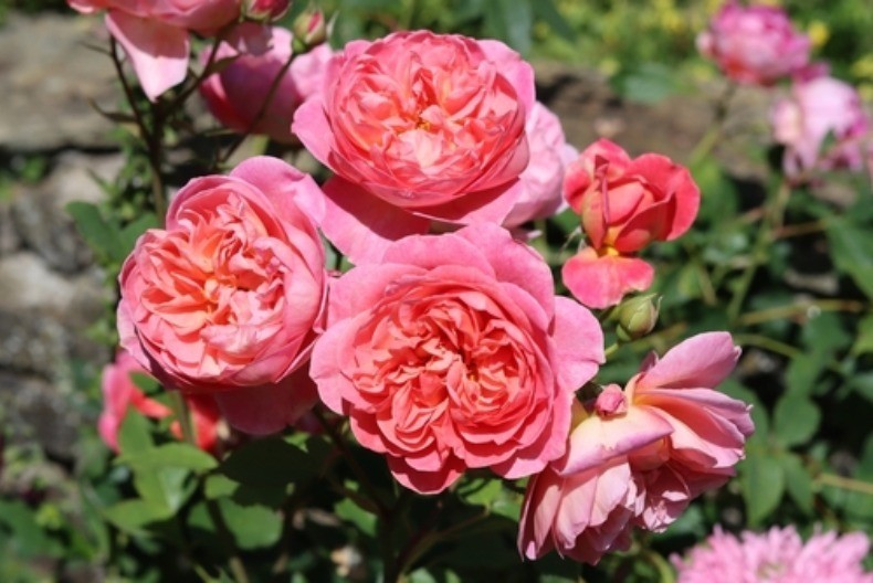 Ni slučajno u đubre, nego pravac na njih: Ovu prihranu ruže obožavaju u februaru, posle nje cvetaju kao lude na proleće