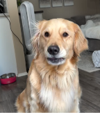 NA LICU MU SE SVE VIDI Pogledajte kako ovaj pas pokazuje radost i komunicira sa vlasnikom - video je hit