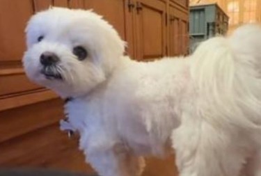 MALTEZER POSTAO VIRALNI HIT Rekli mu ''daj šapu'' - njegov potez je nasmejao milione!