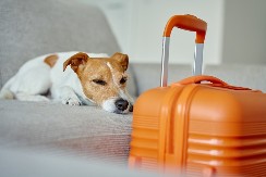 TRENER PASA OTKRIVA ŠTA OSEĆA VAŠ PAS KADA POVISITE TON: Evo šta se tada tačno dešava 