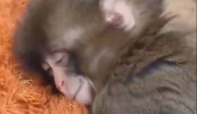 MLADUNČE MAJMUNA OSVOJILO INTERNET Pogledajte kako grli omiljenu igračku - snimak će vas rasplakati! 