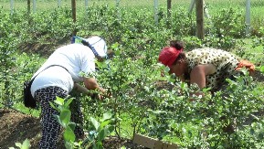 Ko se u Srbiji bavi ovim poslovima "zgrće lovu" - Uzgajanje ovih kultura donosi ozbiljnu zaradu