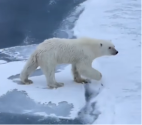 NAUČNICI PRATILI POLARNE MEDVEDE, PA UOČILI NEŠTO NEVEROVATNO Evo kako se zaista ponašaju u ledenoj divljini