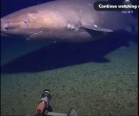 IZRONILA IZ MRAKA LEDENOG OKEANA Predatorska ajkula otkrivena na mestu gde se verovalo da ne postoji