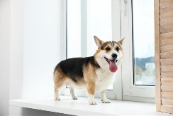 PAS SE DOSAĐIVAO KOD KUĆE, PA SMISLIO KAKO DA SE IGRA SA PROLAZNICIMA NA ULICI Postao je internet senzacija - ljudi obožavaju ovaj video