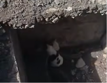 KUCE UPALE U ODVOD Bespomoćno su drhtale od straha, ali imale su sreću jer se iznenada pojavio on