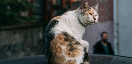 MAČKA NE DOZVOLJAVA VLASNIKU DA ODE NA POSAO Baš je odlučna - pogledajte samo šta radi 