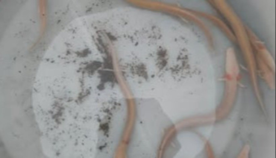 HAOS POSLE POTOPA Iz dubine DINARSKOG KRŠA isplivala jeziva stvorenja – narod u strahu, stručnjaci hitno reagovali!