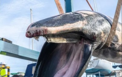 HOROR U LUKSUZNOJ MARINI Stvorenje od 6 i po tona se nasukalo na obali - posetioci u panici! (VIDEO)