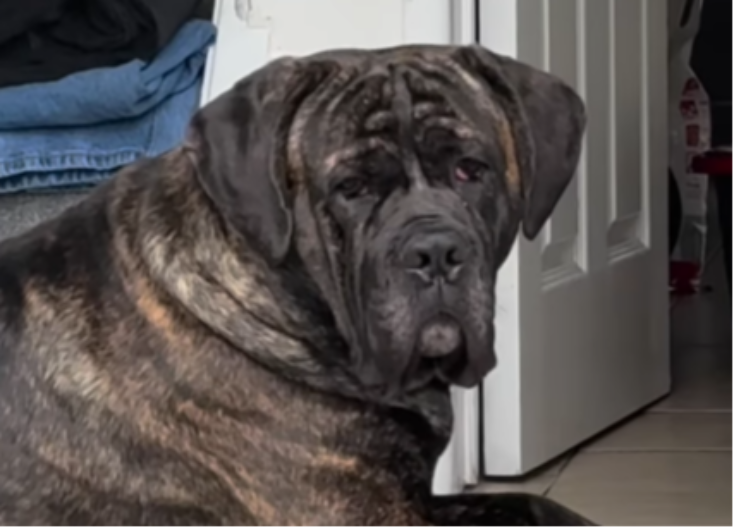 PAS JU JE STALNO ČUDNO GLEDAO Veterinar joj je rekao JEDNU stvar - ostala je ZAPANJENA