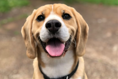 DA LI STE ZNALI: Zbog čega je psima vlažna njuška?