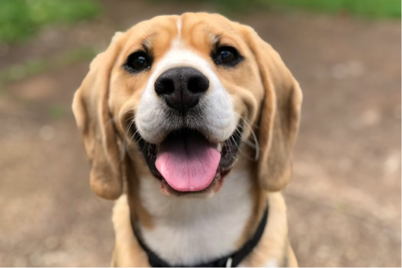 DA LI STE ZNALI: Zbog čega je psima vlažna njuška?