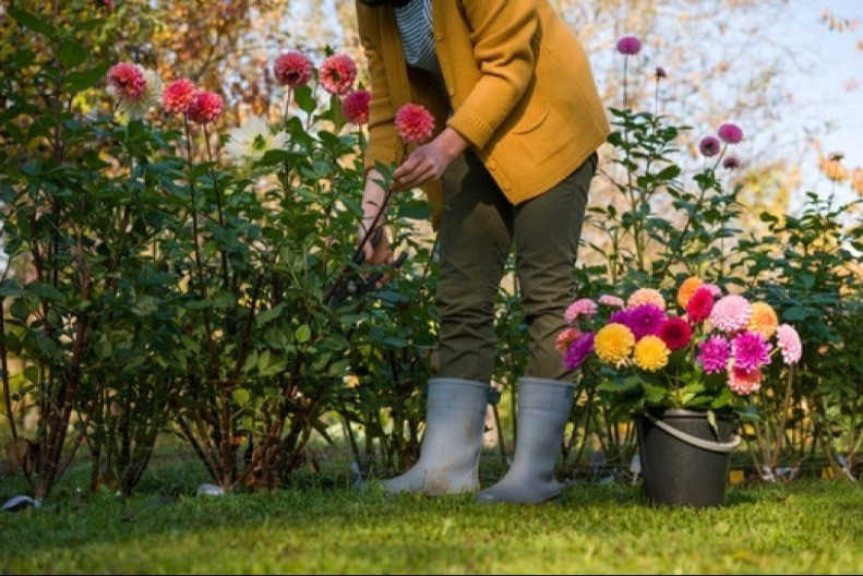 SPASIĆE VAM CVEĆE Nikako ne bacajte stare novine, ovaj trik svaka domaćica mora da zna