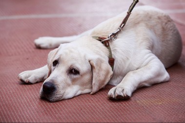 NIJE MIT Evo kako psi OSEĆAJU kada je njihov vlasnik tužan