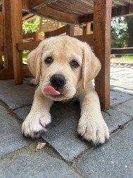 DA LI ZNATE: Zbog čega se neki psi vezuju za jednu igračku i nose je svuda sa sobom?