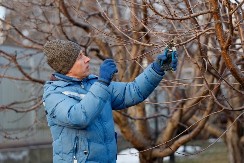 Nije baš da nema posla, obratite pažnju na ovih 5 stvari! Uđite u baštu tokom februara, ovo morate uraditi, na proleće ima sve da raste kao iz vode