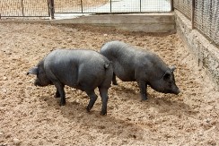 I te kako se isplate - stočari sve više prelaze na uzgoj ovih svinja