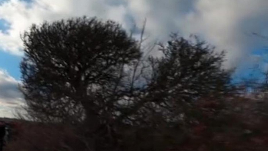 OVO DRVO U SRBIJI SMATRAJU UKLETIM! Ne smeju ni da prođu pored PROKLETINJE!