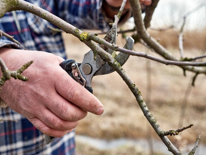 ONE SU PRAVO BLAGO ZA DOMAĆINSTVO Nikako ne bacajte grane nakon orezivanja, evo i zašto