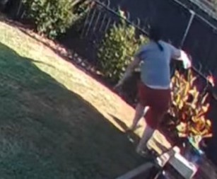 STRAVA I UŽAS U DVORIŠTU Ogromna zver napala ženu – video koji ledi krv u žilama!