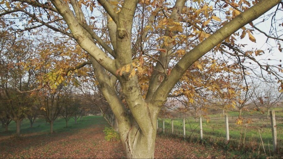 Veruje se da ova biljka donosi SMRT! Nikako je ne sadite, ako je dobijete na poklon - SMESTA JE IZBACITE IZ KUĆE!