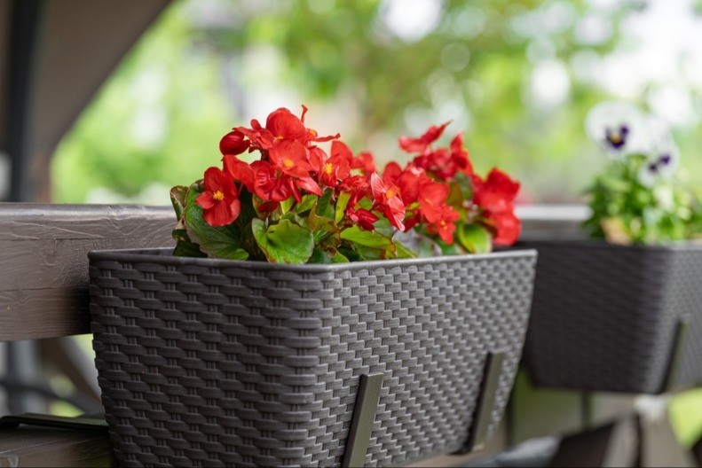 Najzahvalnije balkonsko cveće: 5 biljaka koje ne zahtevaju gotovo nikakvu negu!