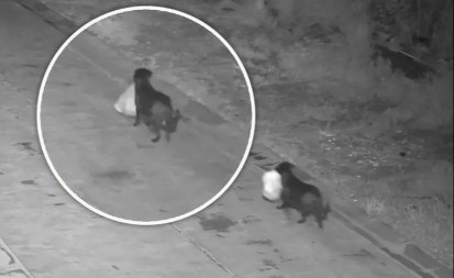 JEZIV SNIMAK KRUŽI MREŽAMA Pas baca smeće pored puta - ljudi se krste i levom i desnom!