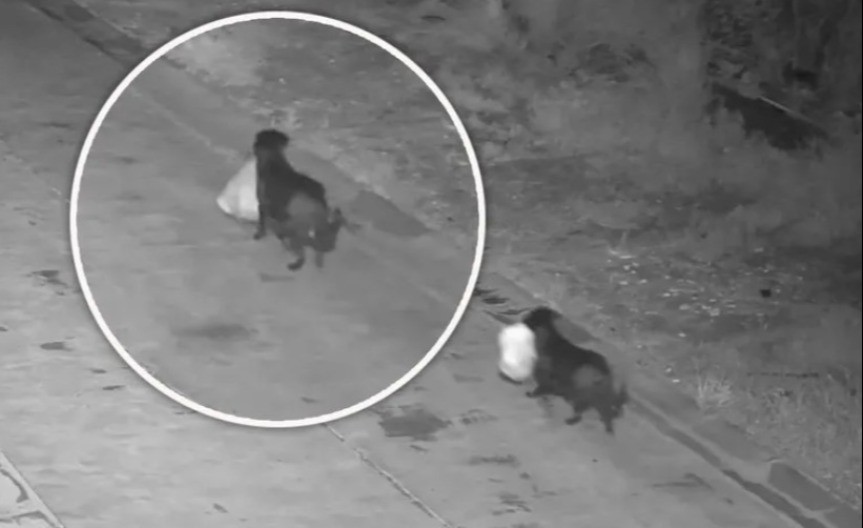 JEZIV SNIMAK KRUŽI MREŽAMA Pas baca smeće pored puta - ljudi se krste i levom i desnom!