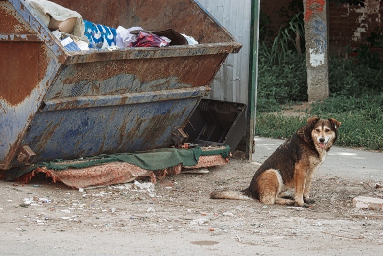 DA LI JE OVO REALNO? Vlasnik istrenirao psa da sam baca đubre - policija mu je brzo zakucala na vrata